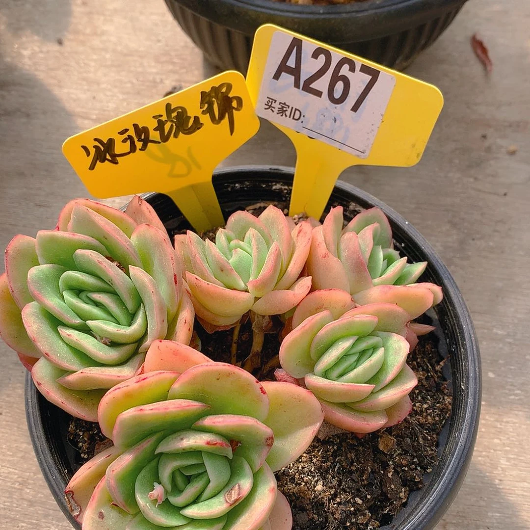 冰玫瑰锦一物一拍A267