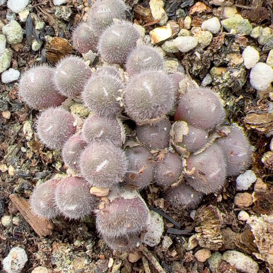 【闪购商品】16 年终福利