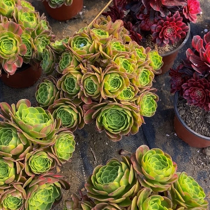 奶白一颗多肉植物