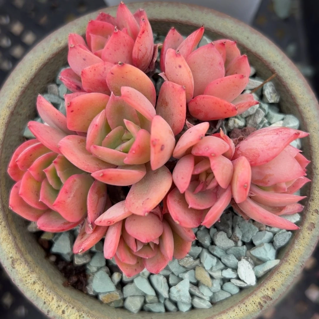 琦罗精控多肉一物一拍