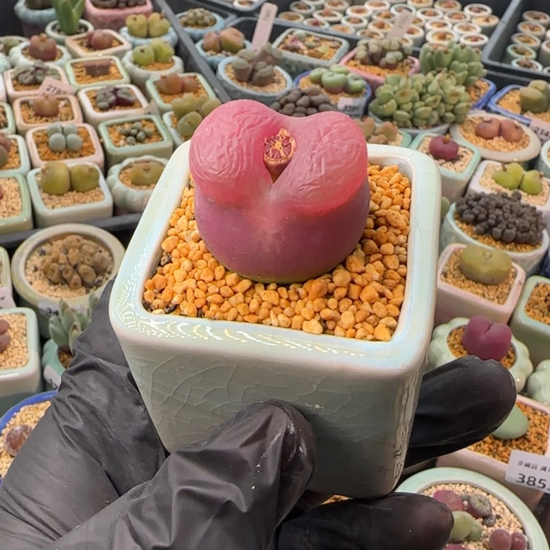 3864--一物一拍 带盆