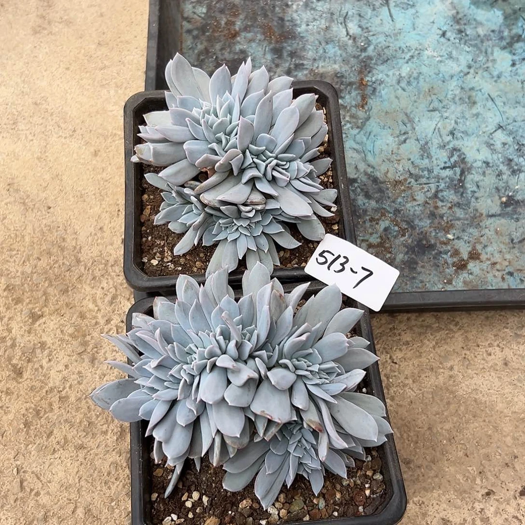 倩*513-7雪特缀组合2颗多肉