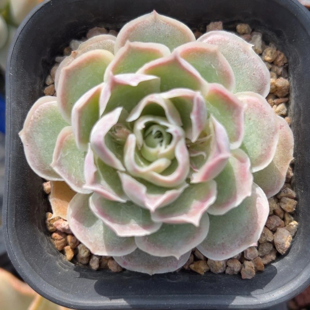 财路精控多肉一物一拍