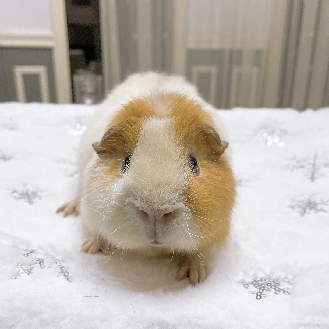 黄白开脸美泰弟弟荷兰猪豚鼠活体