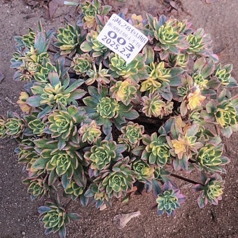 2.4-3甜茶多肉植物