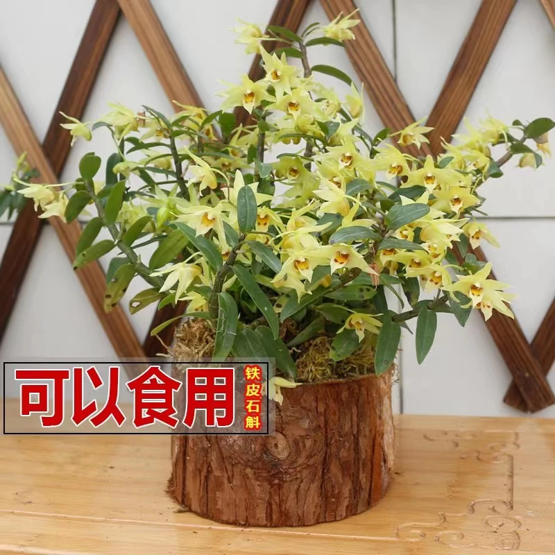 大号铁皮石斛木桩带木桩种好可食用石斛兰