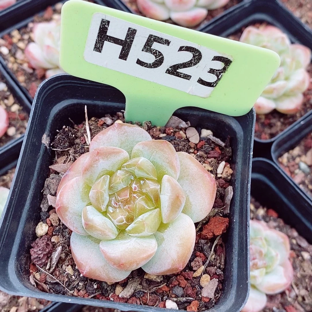 糖心5cm多肉植物