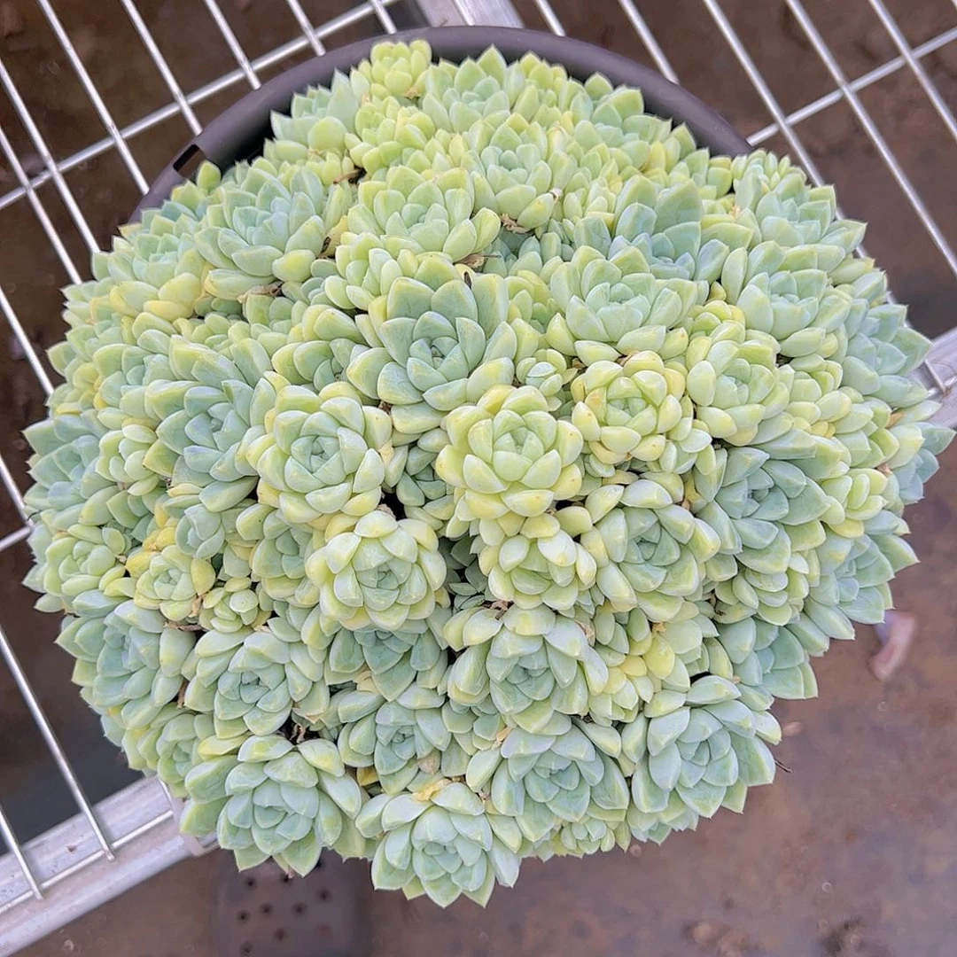 阿尔巴贝斯月影超级大整装