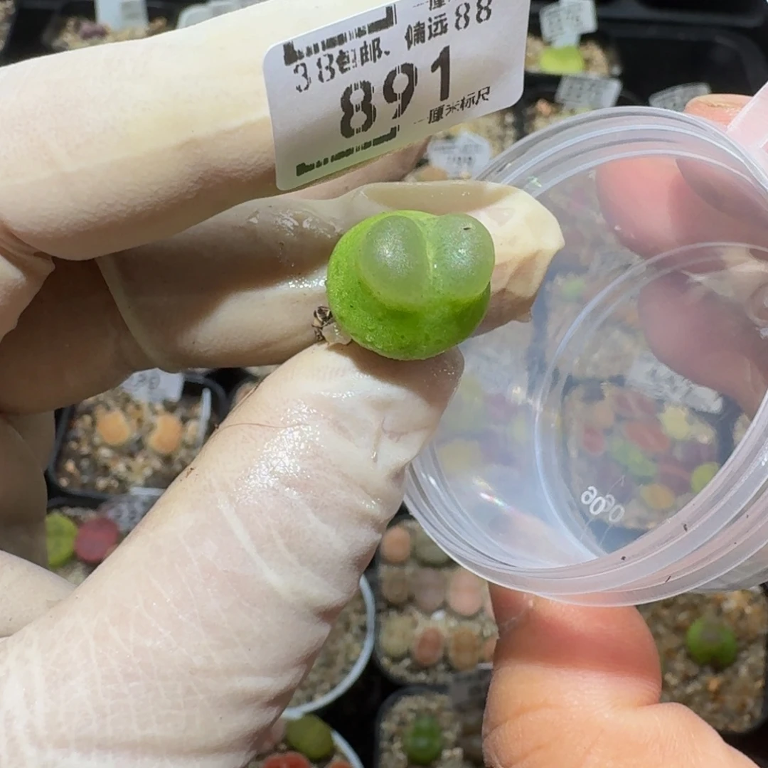 嗯***啊zzzZ生石花肉子891