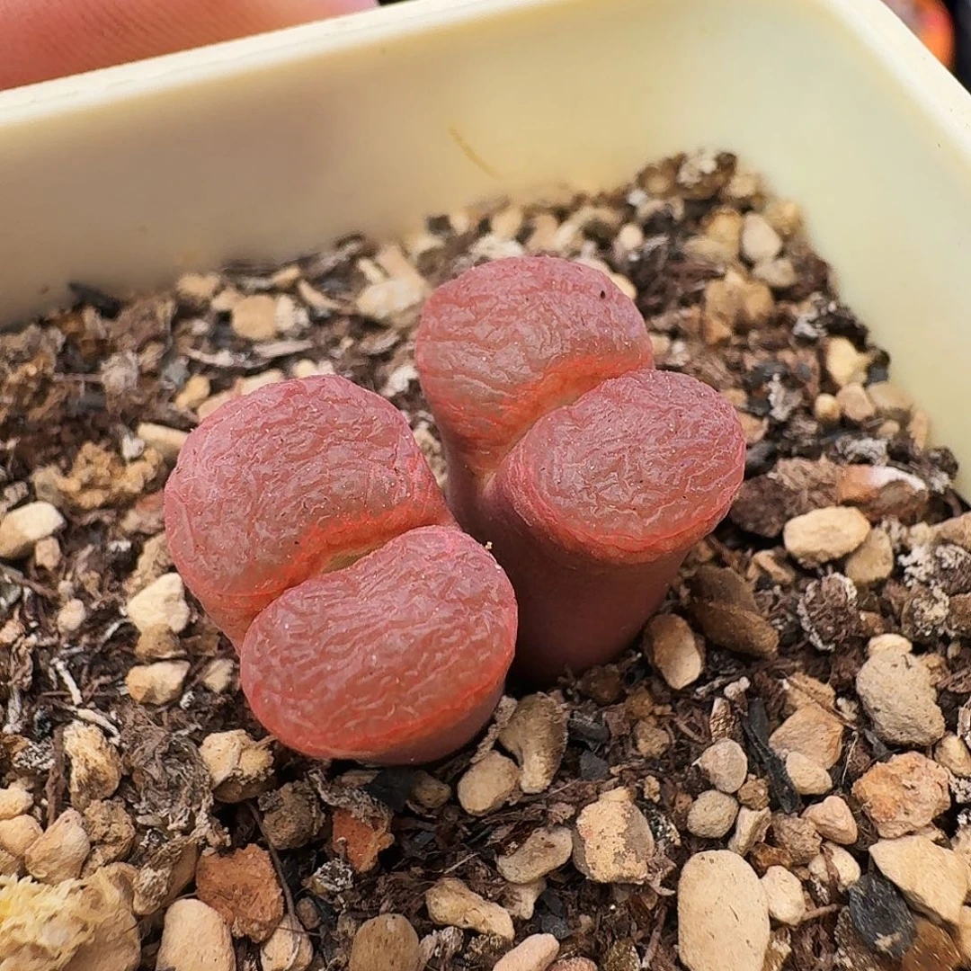 多肉植物福利风铃82