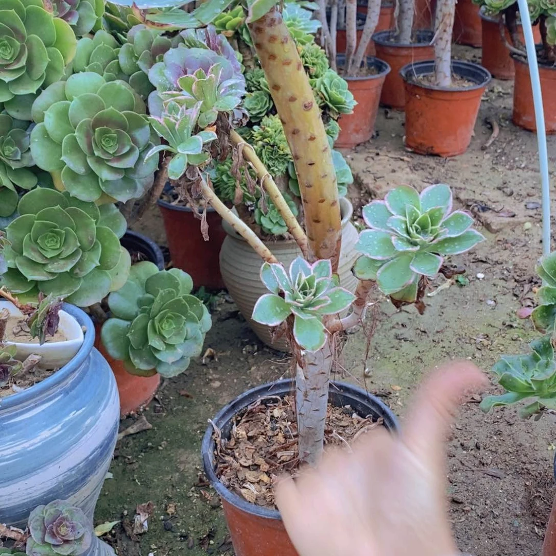 1179 号一物一拍多肉植物