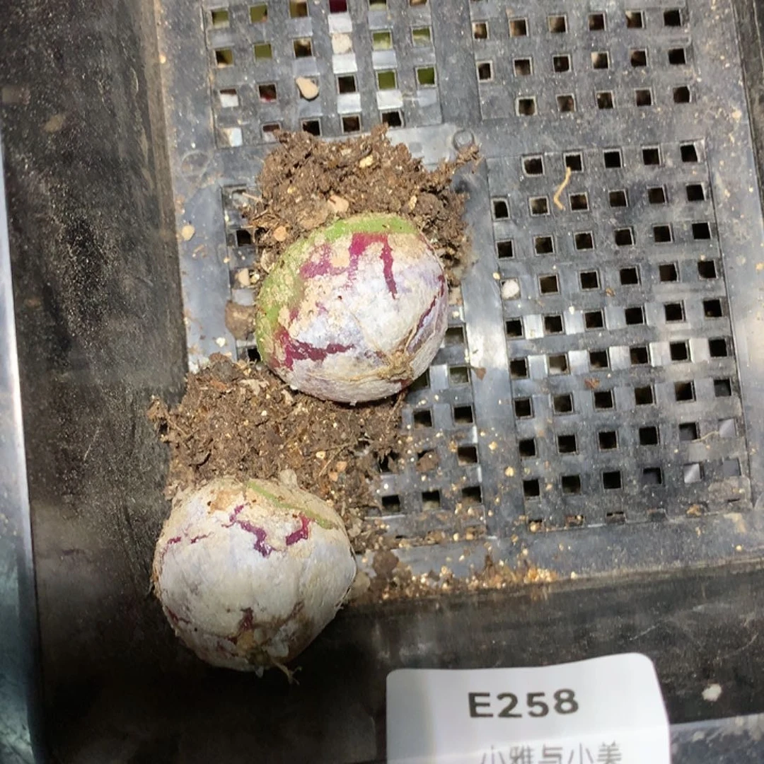 E258多肉植物保护