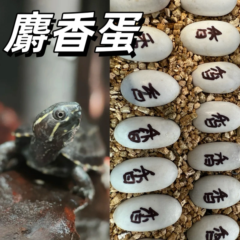 麝香蛋一颗【麝香蛋直播福利专拍链接】入门蛋龟小型宠物龟鱼缸混养