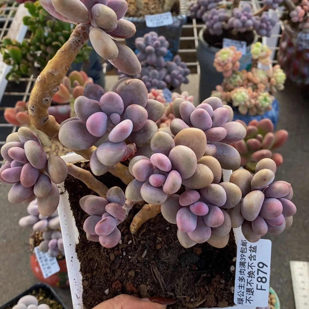 桃蛋879/10cm多肉
