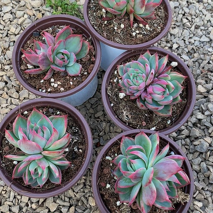 功*茶A124惊鸿仙子多肉