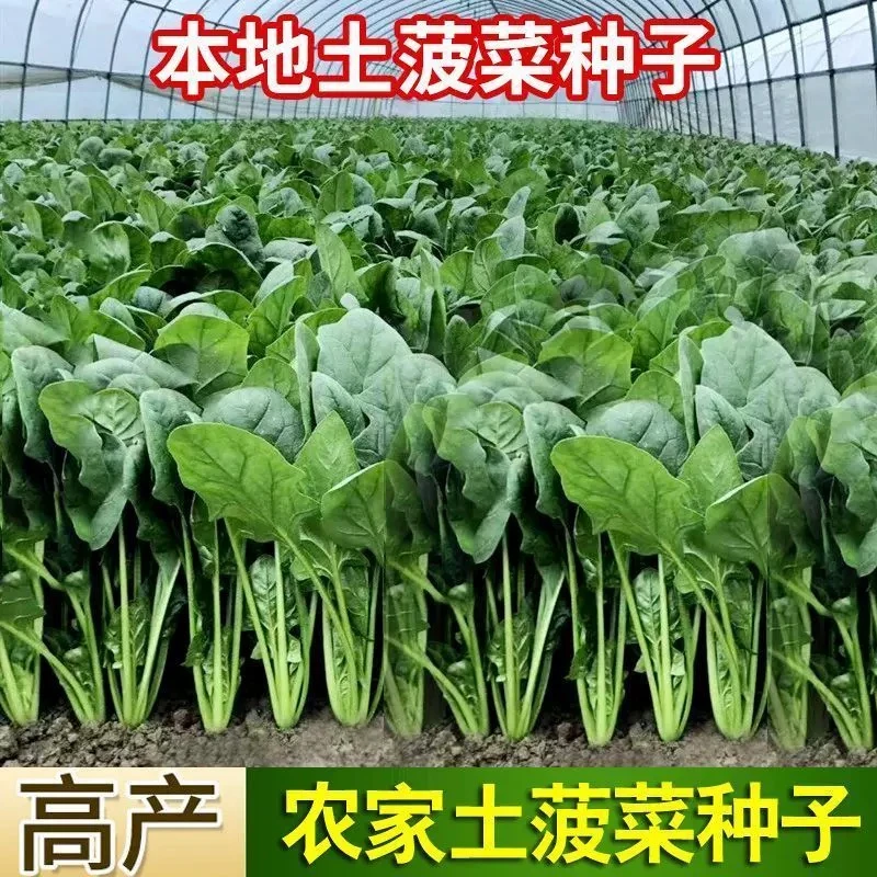 本地土菠菜种子小尖叶菠菜种籽难哄雷公根
