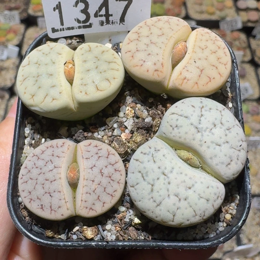 Ssss精品生石花1347