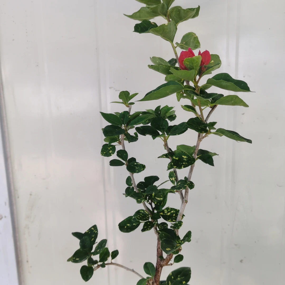 四季盆景四季开花耐寒适合南北方种植原生红粉夫人