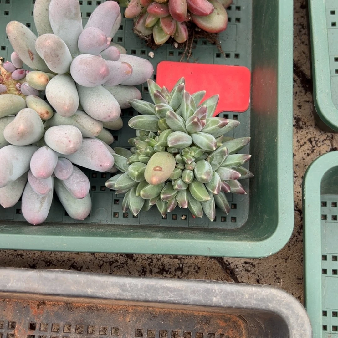 珈***店云南20。