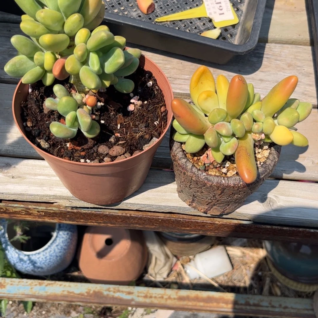 一多肉植物补差价