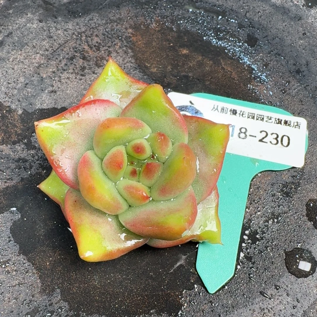 从前慢多肉精选编号0918.230带盆