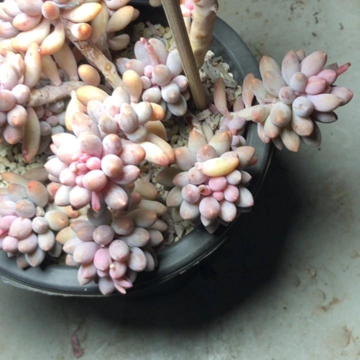 远****姐106////////////////