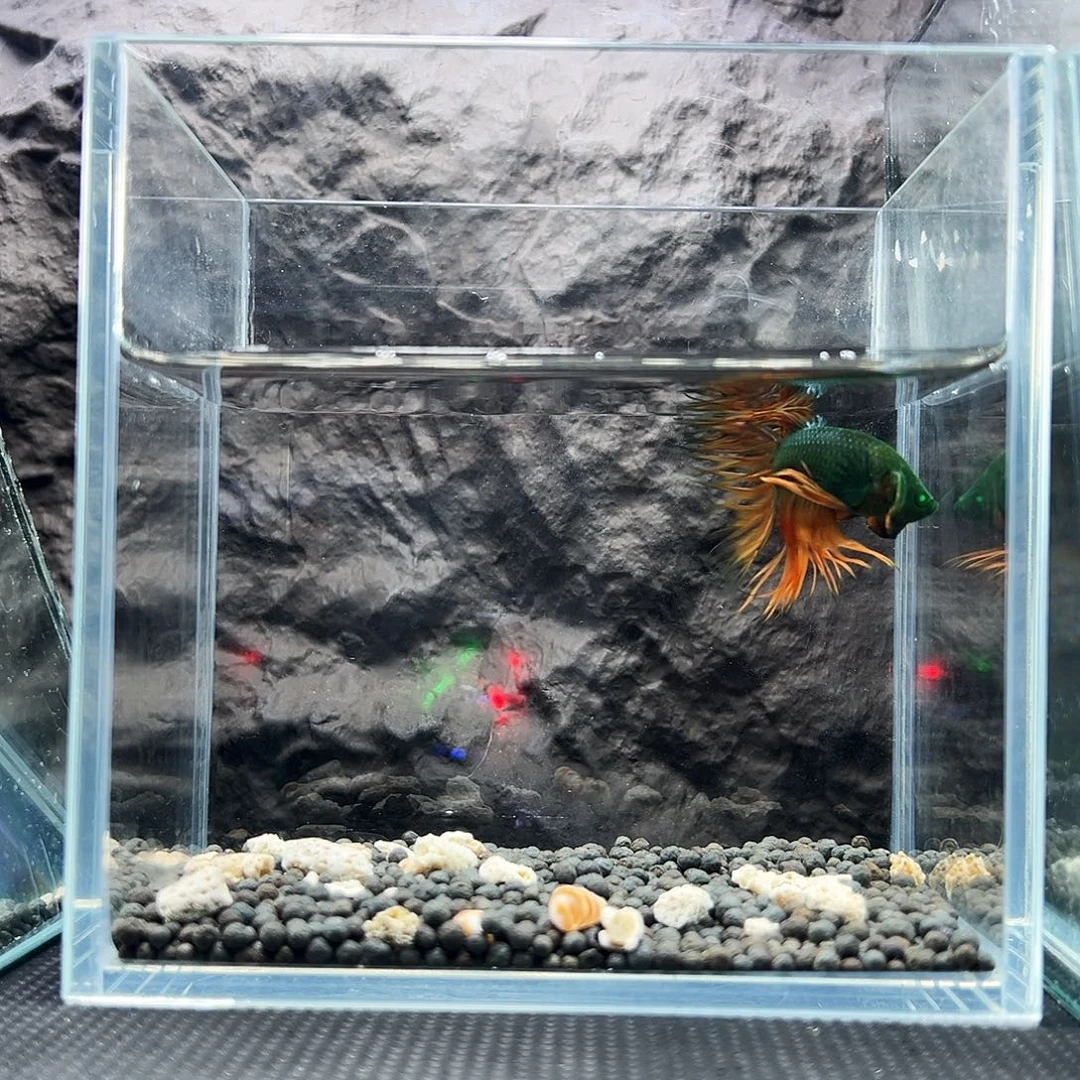 斗鱼精品可怕精品精品精品