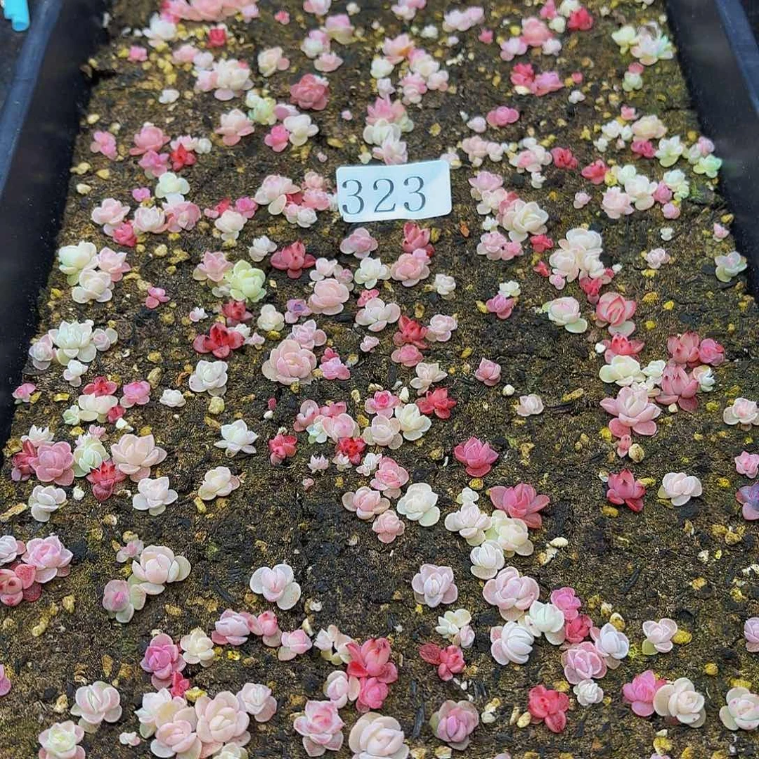 多肉植物多肉植物323