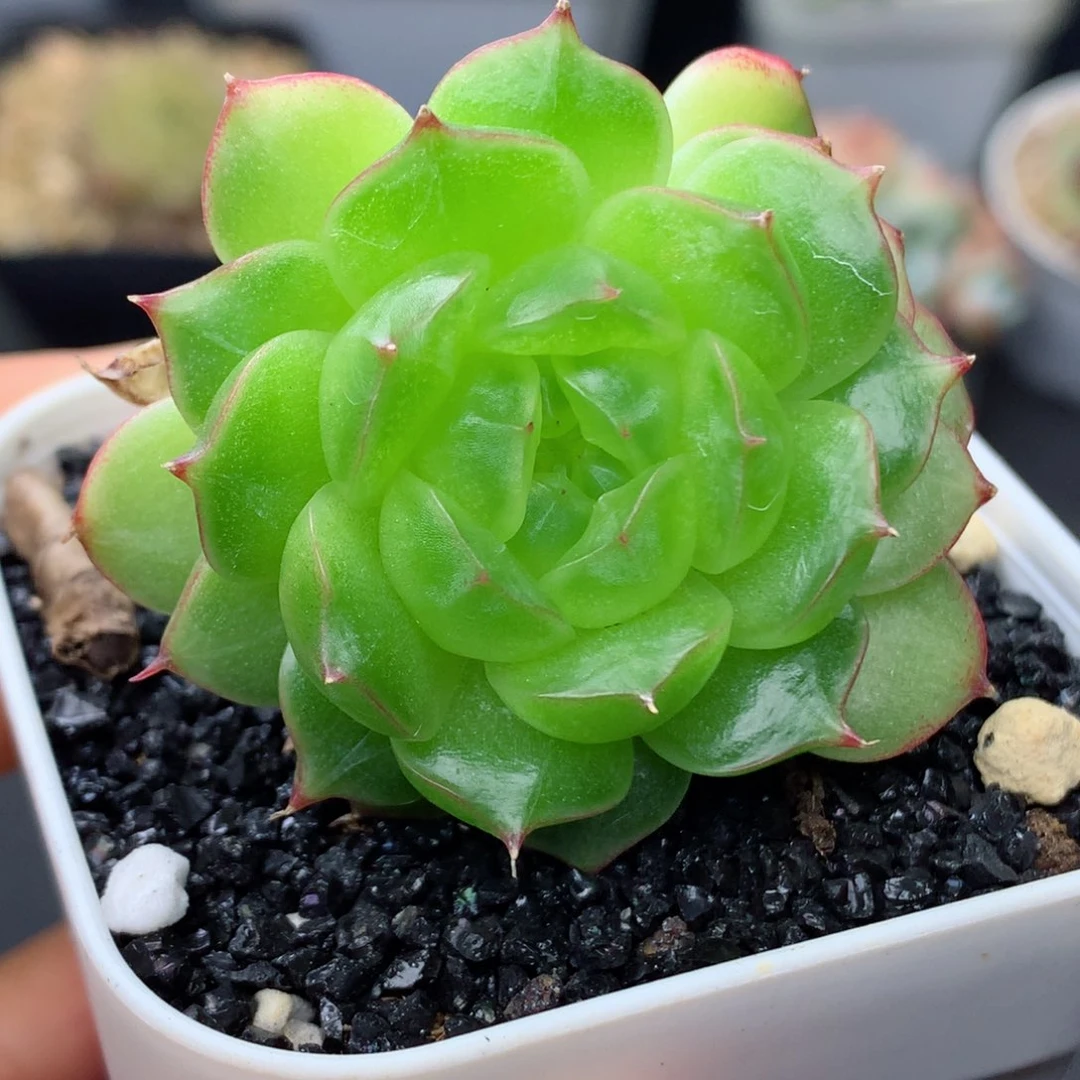 58包邮  群生不包整24