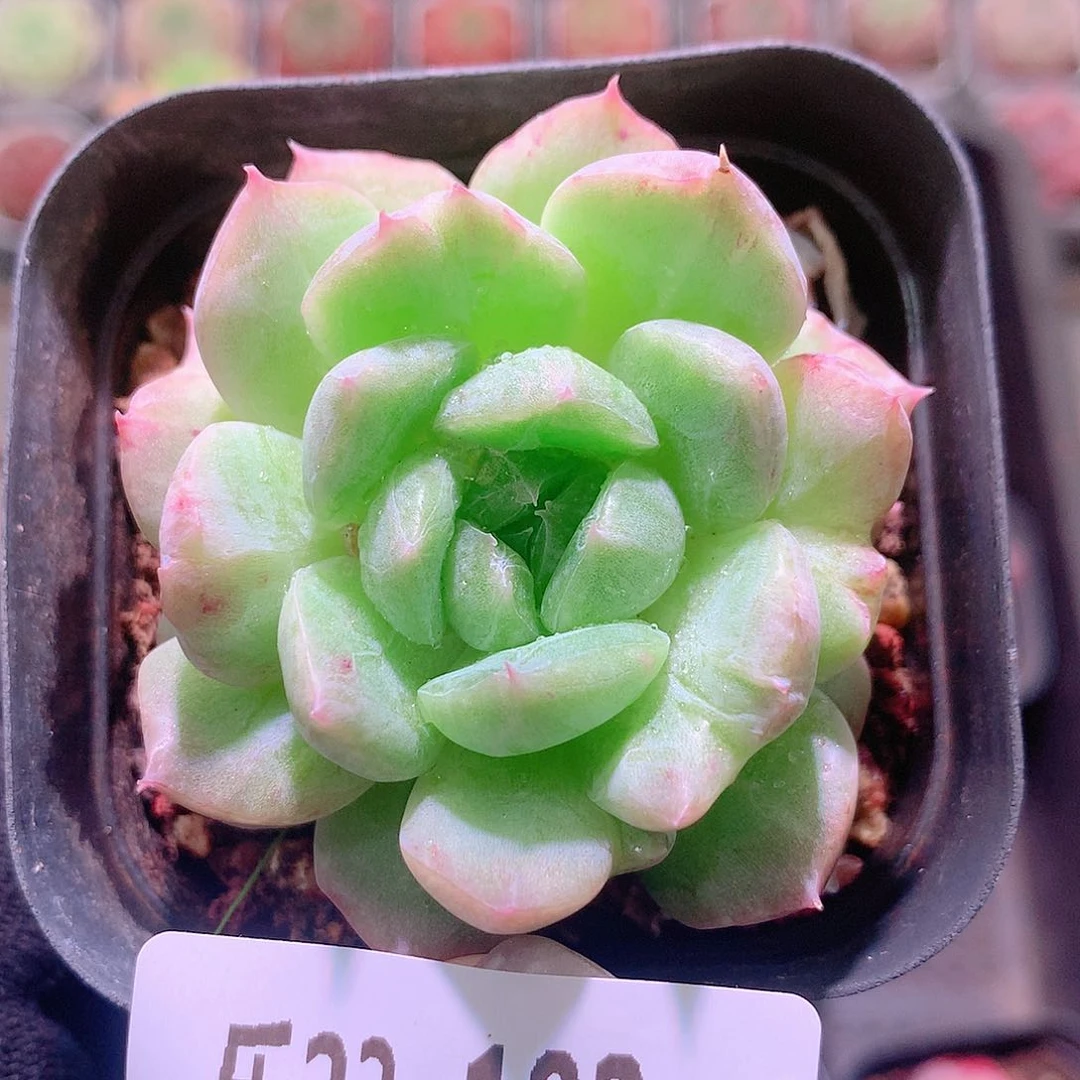 乐然23-182 新品单头