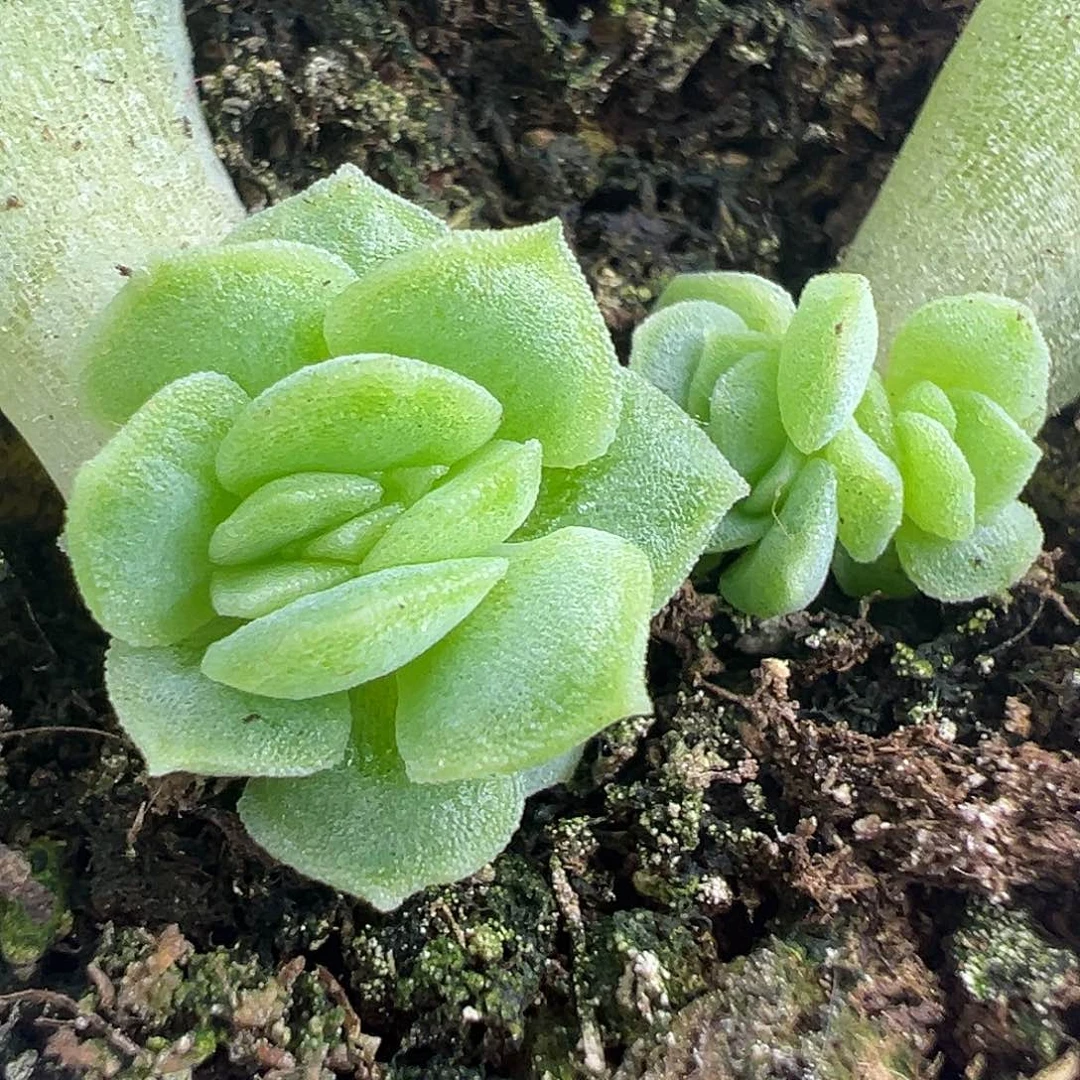 两个碧琉璃 开播福利