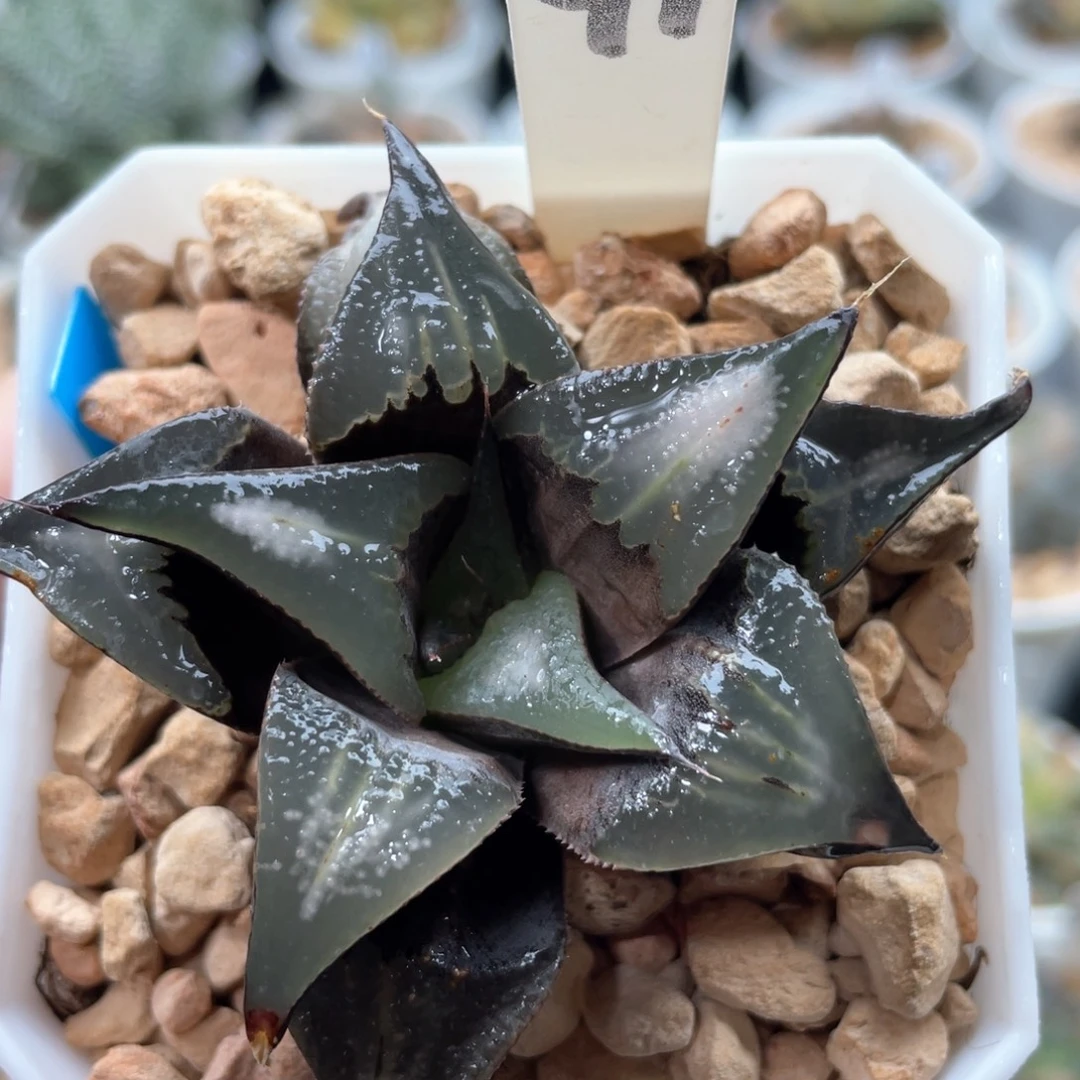 91芭提雅白凤。