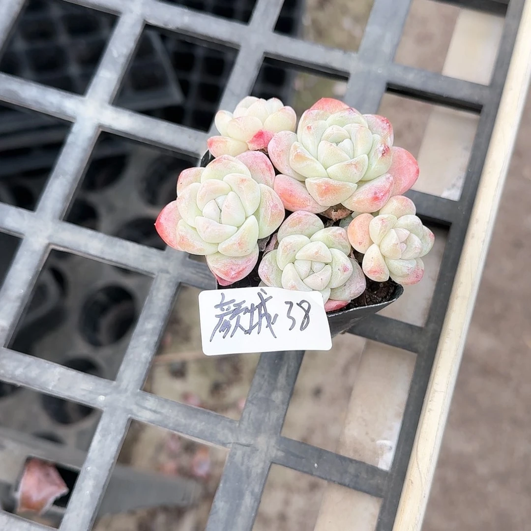 颜成5头冰玉38元啦啦啦