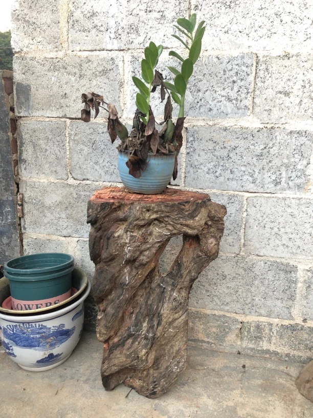 荔枝木瘤中型花架
