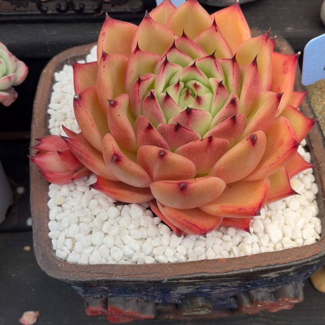 多肉植物盆栽多肉植物