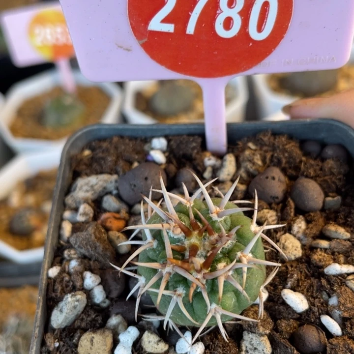 实生强刺碧岩2780