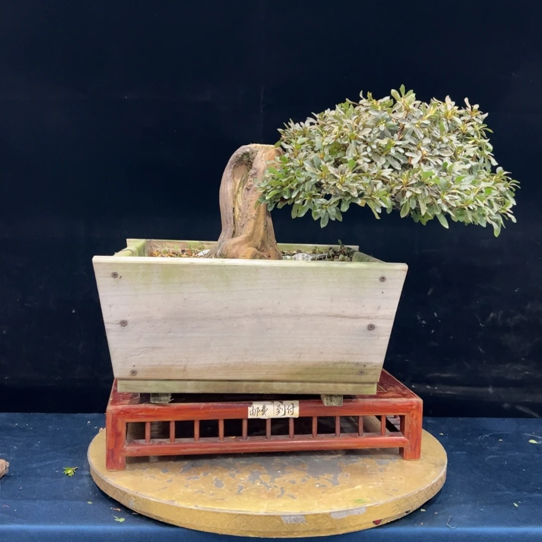 用***8完全开放杜鹃花的诗作