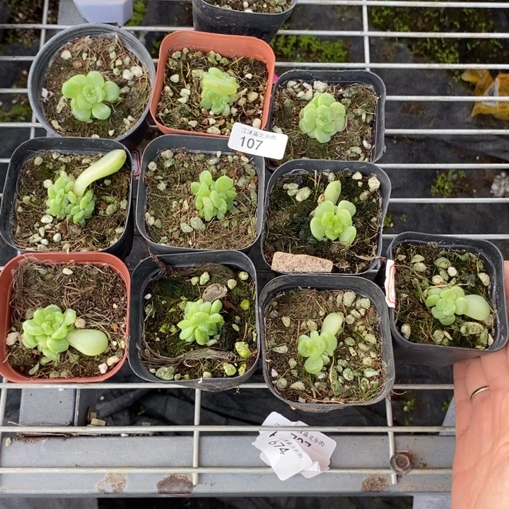 秋***.标107现金财富10颗打包