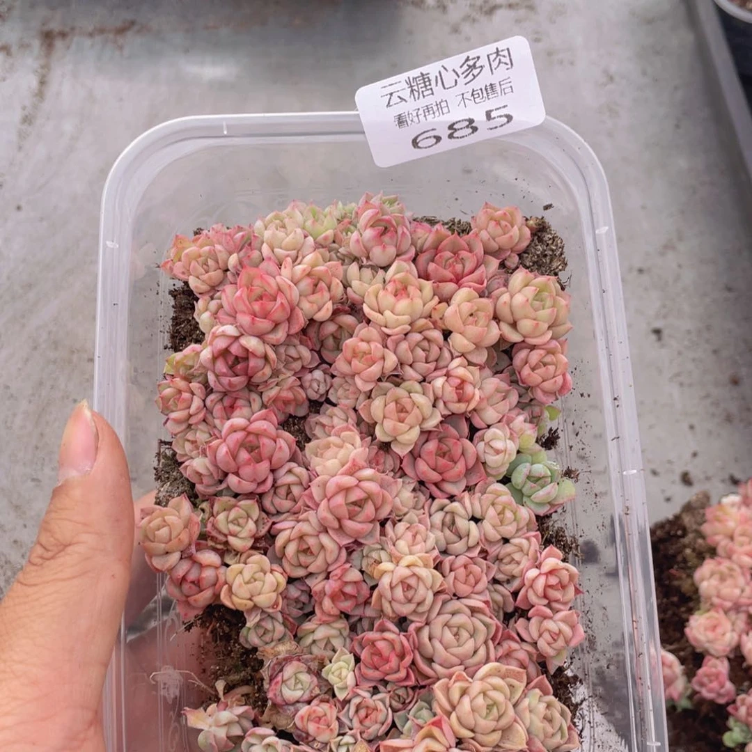 云糖心多肉植物685