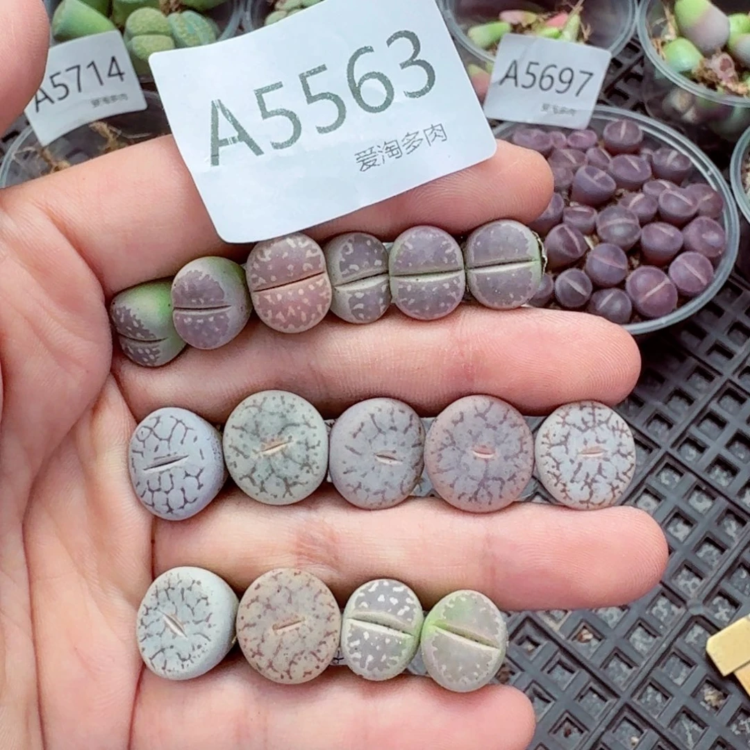 5563—生石花 生石花
