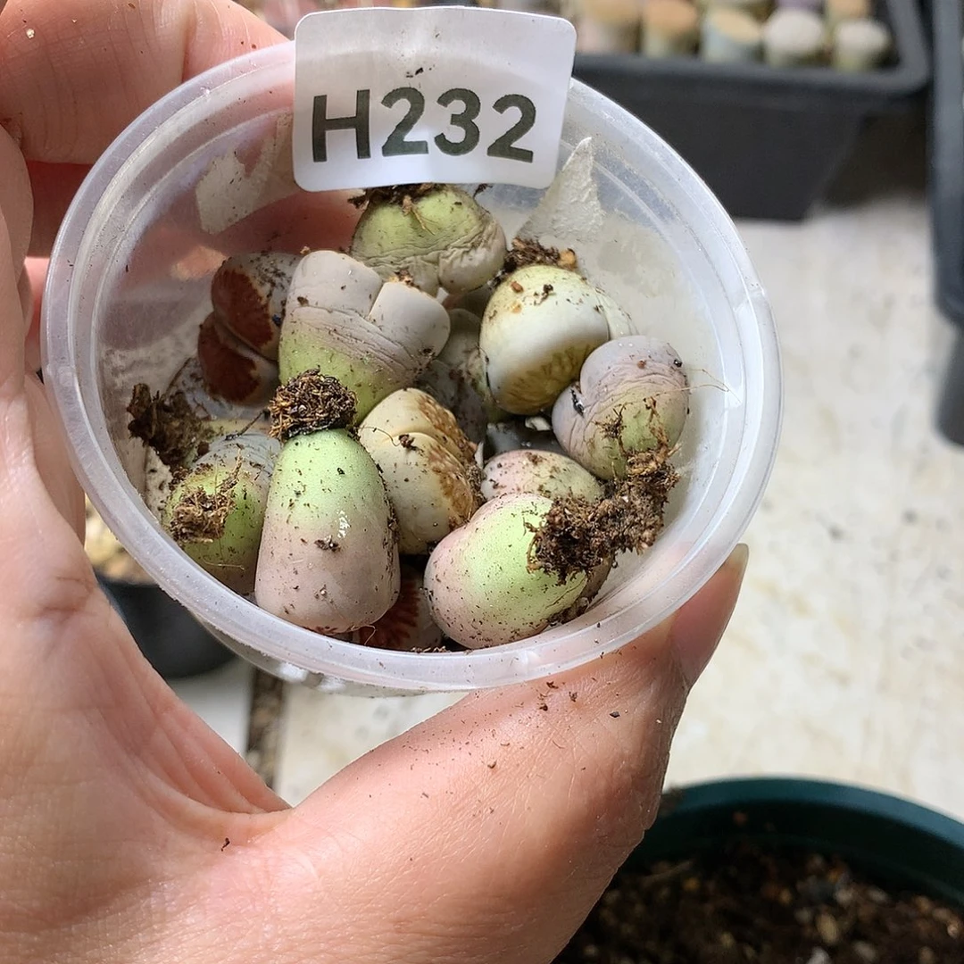落***猪H232多肉植物保护研究所