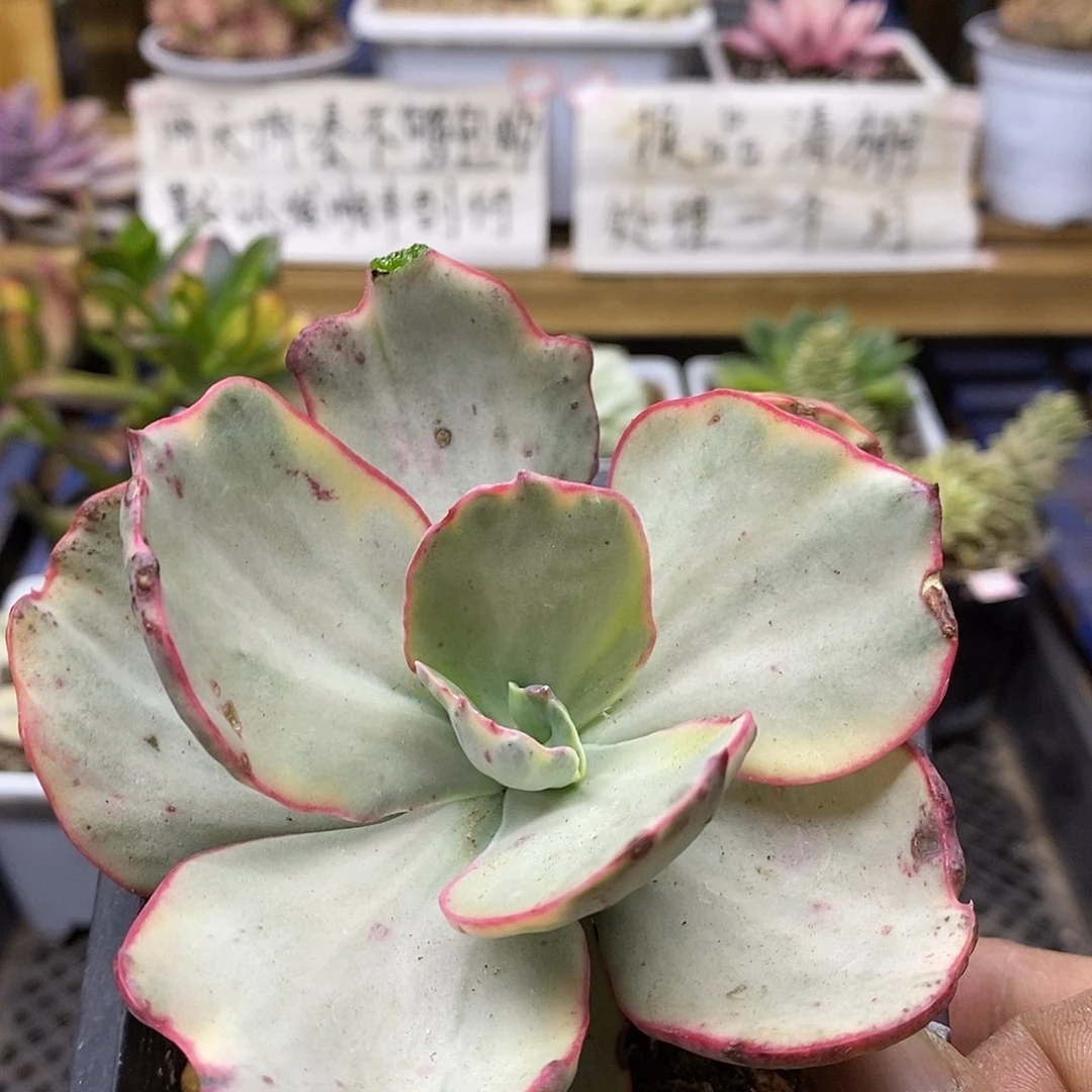 31138 初吻锦多肉