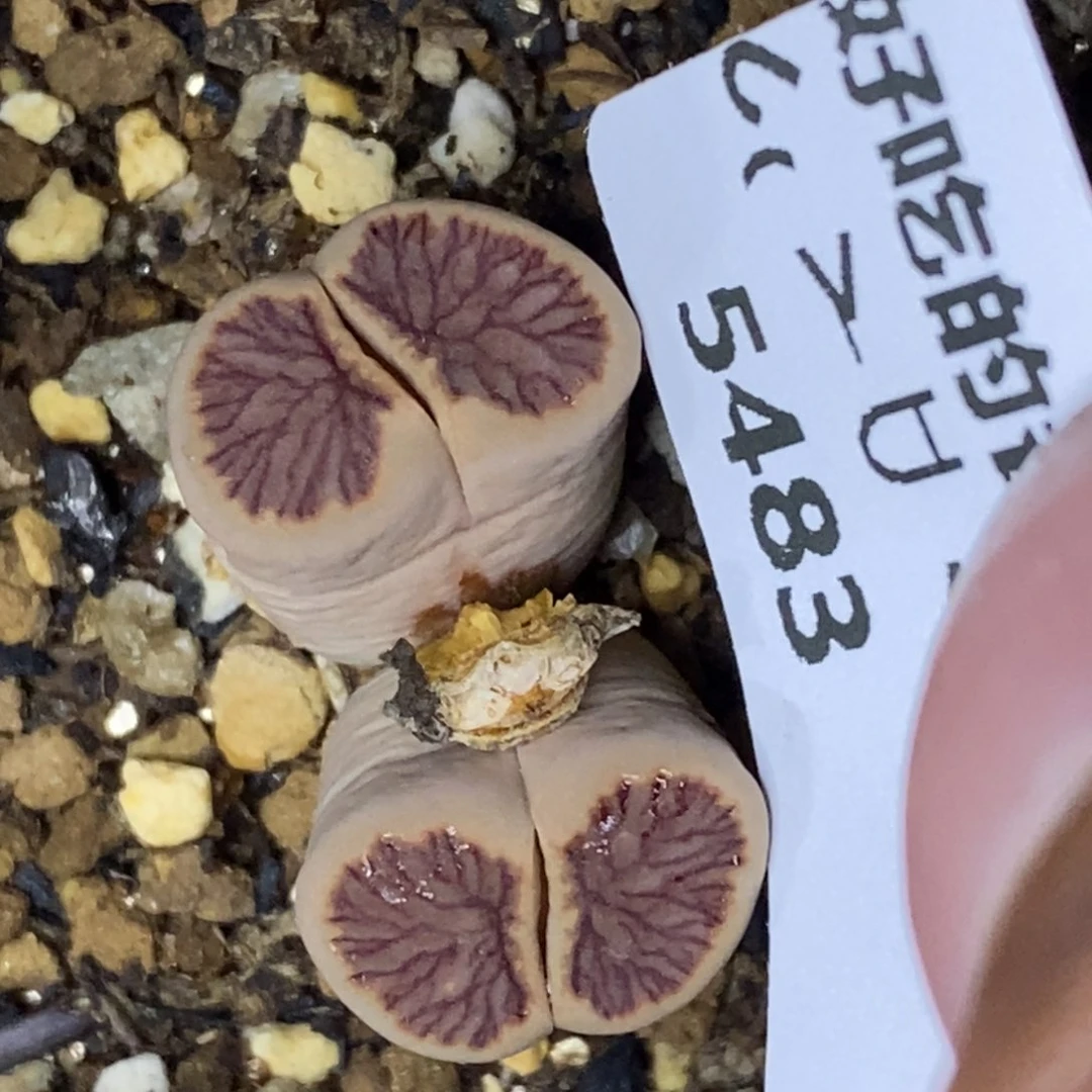 5483。18包邮.当天凑哦。新疆西藏88包邮