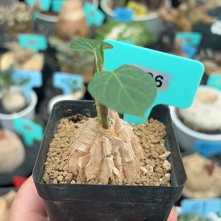 龟甲萝藦多肉植物