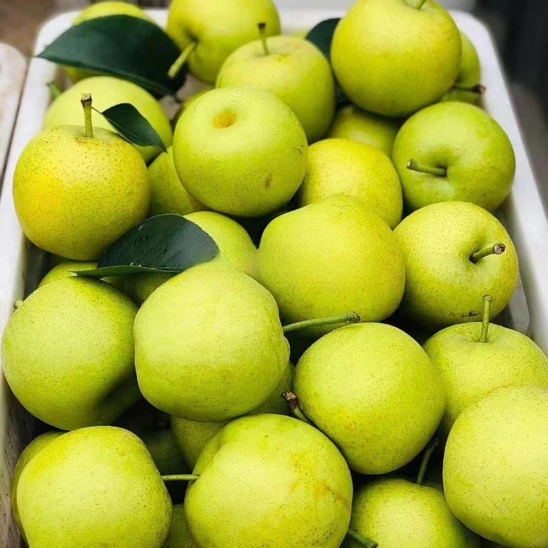 砀山青皮梨新鲜现摘当季水果酥脆多汁农家自产整箱果园直供包邮