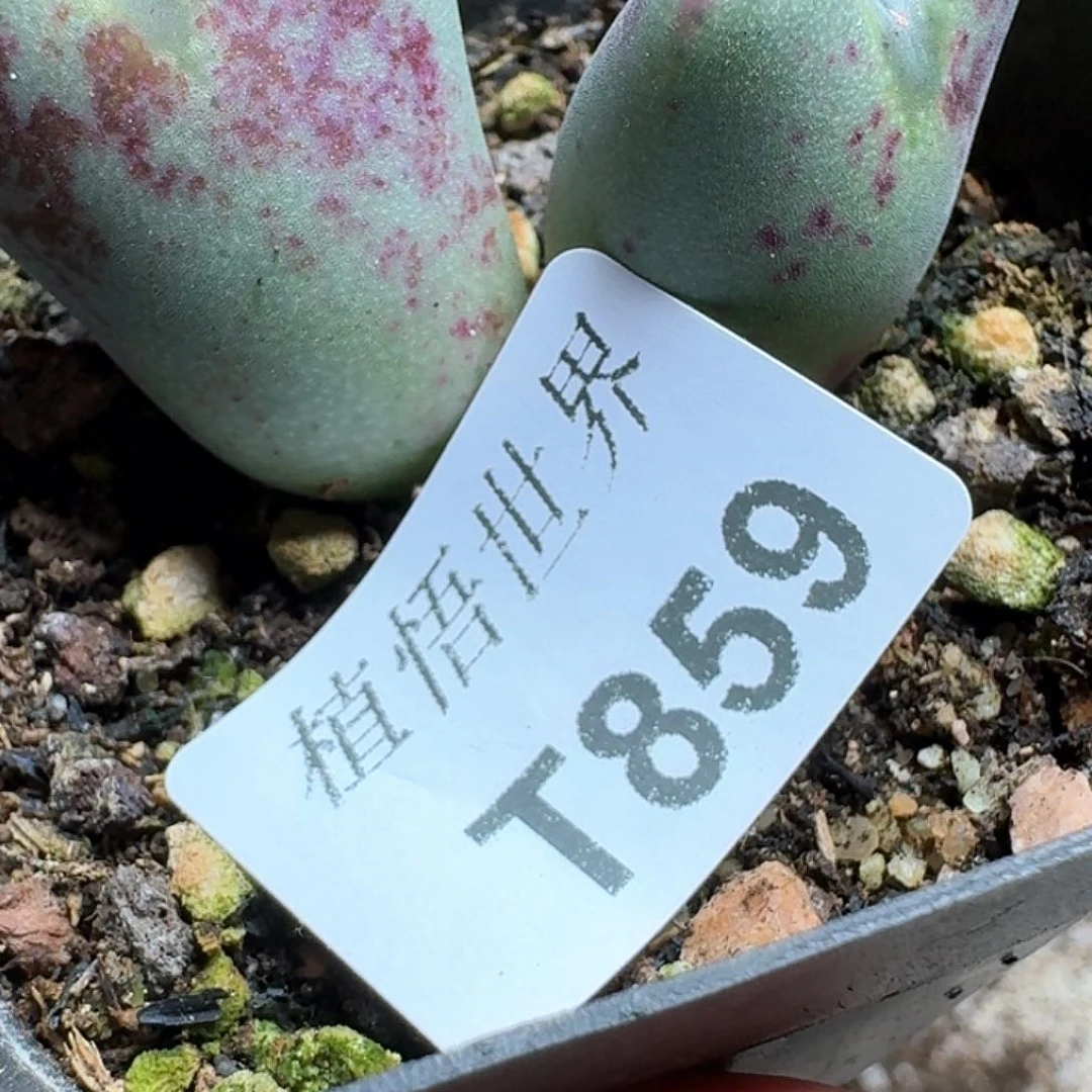 859盒多肉植物f g