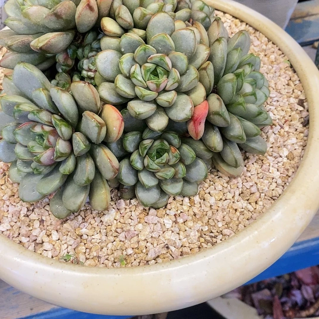 爱**雪老桩葡萄多肉植物