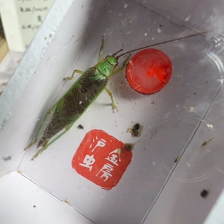 秃须霍氏一只合适
