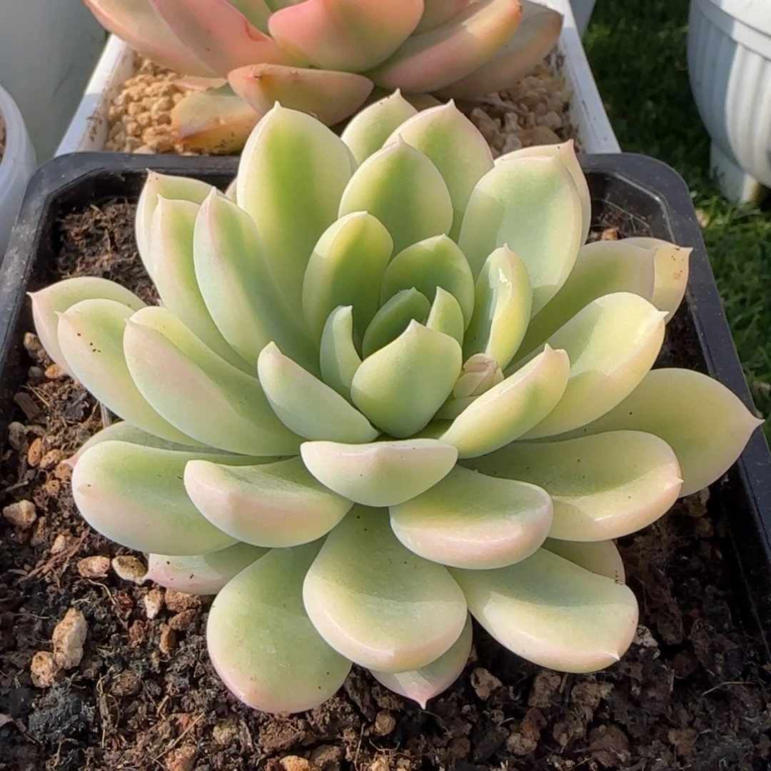 迈达斯国王锦  多肉植物