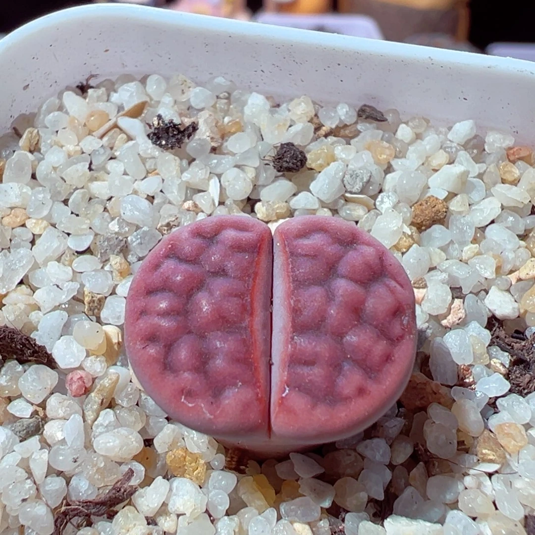 1208-160多肉多日的